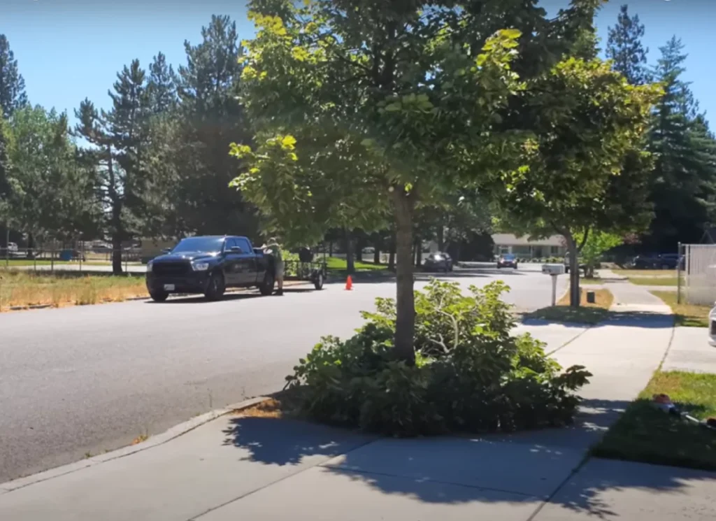 Tree prunning and Trimming near a sidewalk