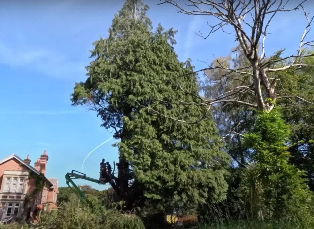 Tree removal services in yakima wa